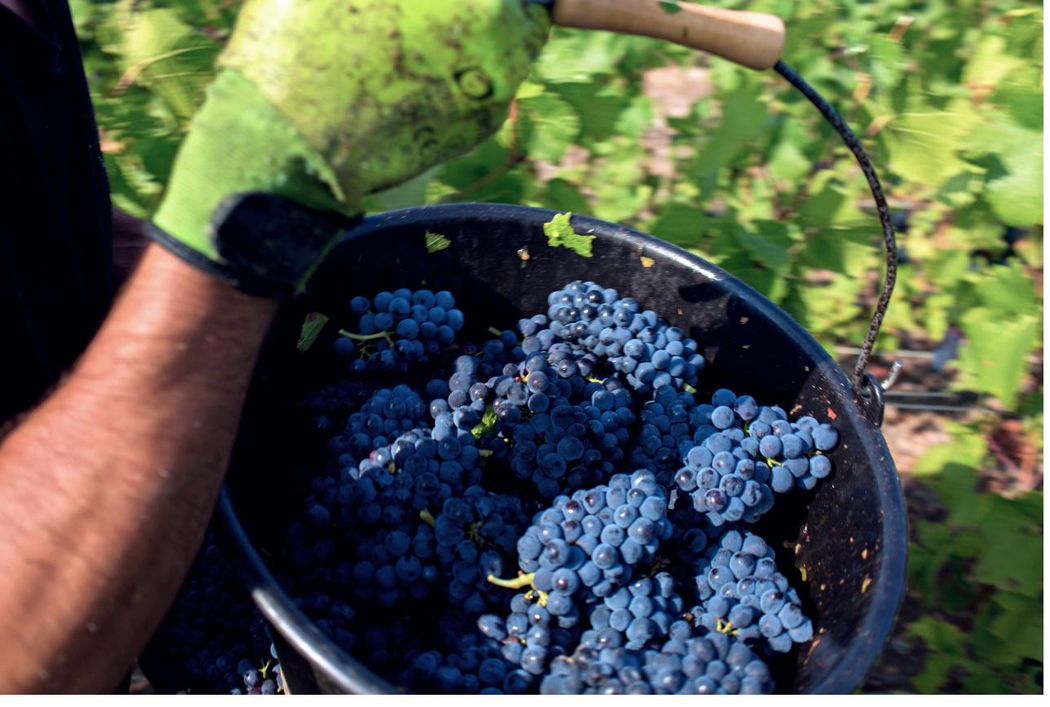 Pinots noirs Grand Cru vendangés à la main
