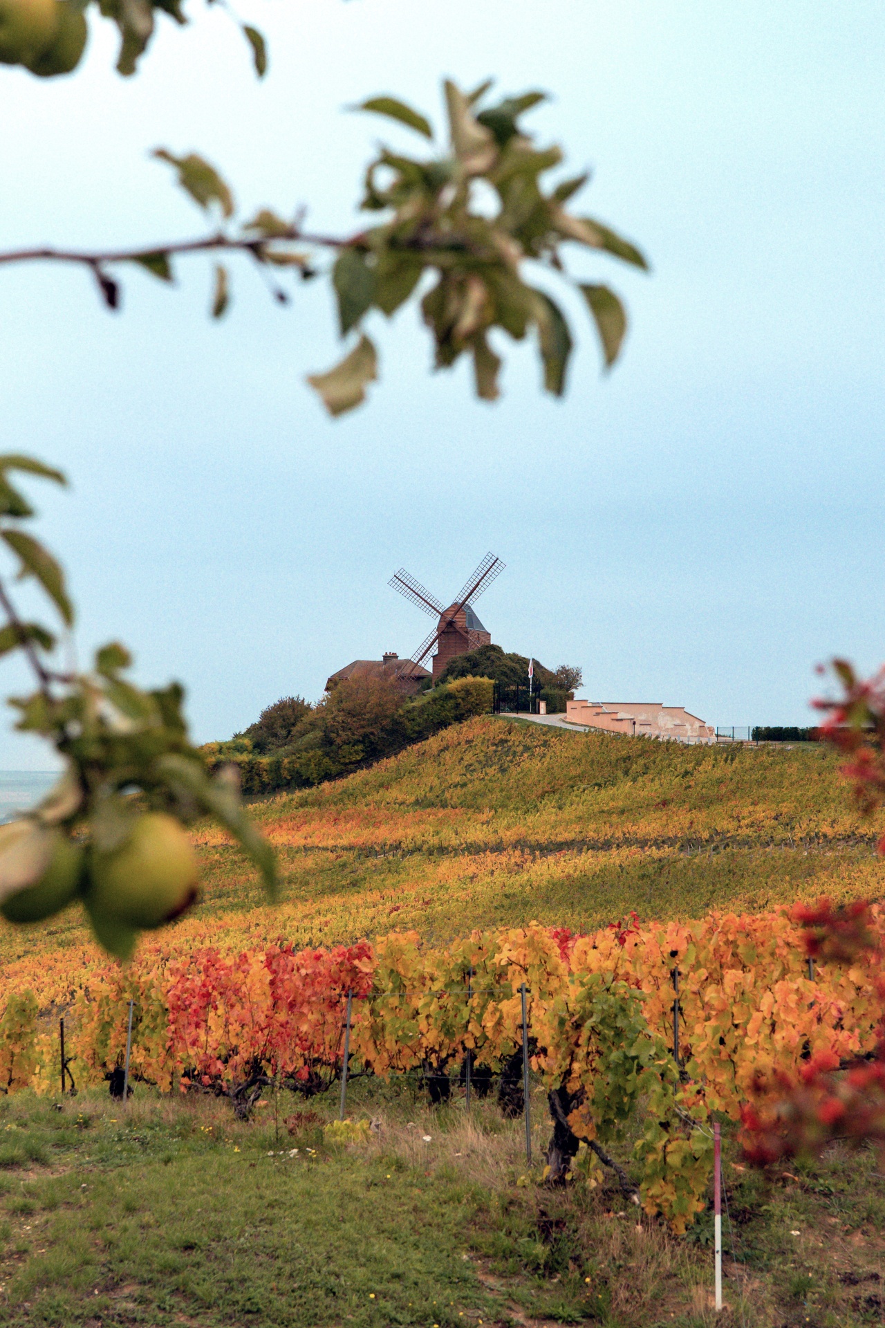 Le terroir de Verzenay Grand Cru